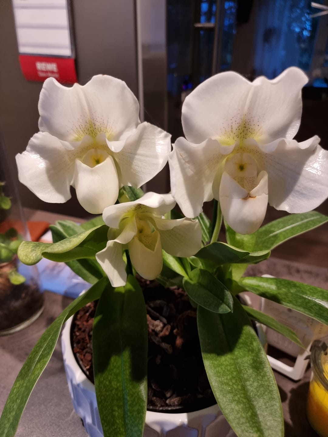 Customer photo review of Frauenschuh Orchidee White Lady