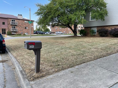 Customer photo review of GCI Turf Type Tall fescue Grass Seed