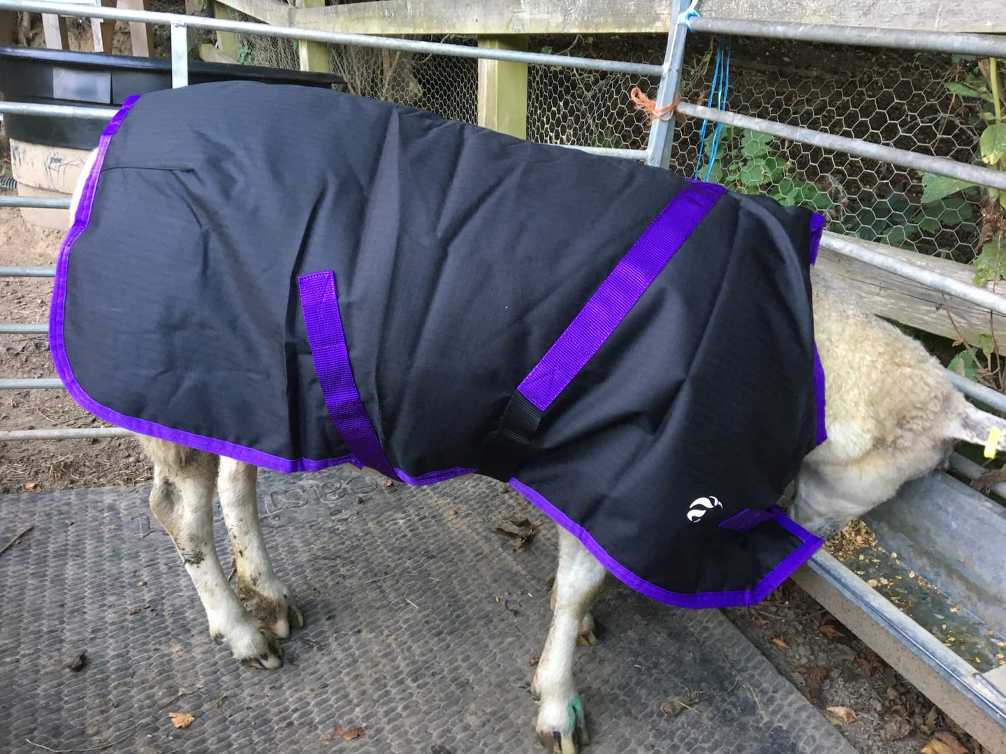 Customer photo review of Sheep Coat | Waterproof