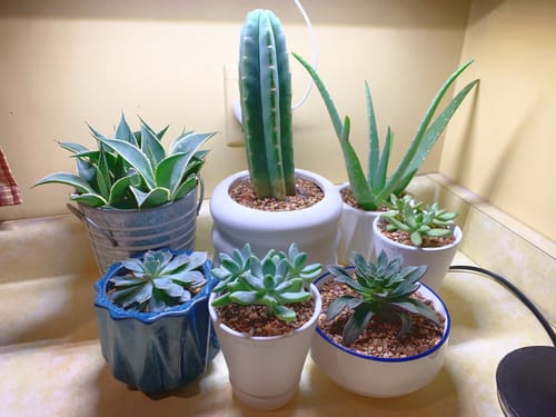 Customer photo review of San Pedro Cactus | Echinopsis (Trichocereus) pachanoi