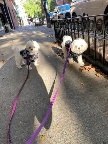 Customer photo review of Playa Poncho - Surprise Color