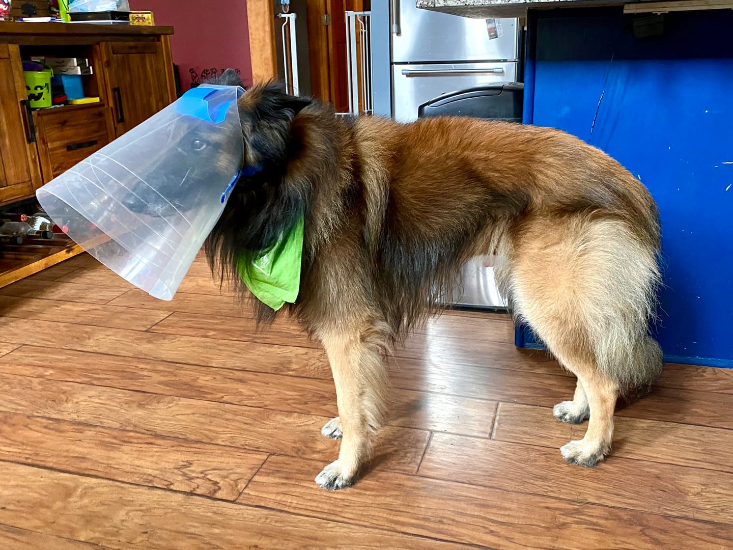 Customer photo review of NovaGuard Recovery Collar