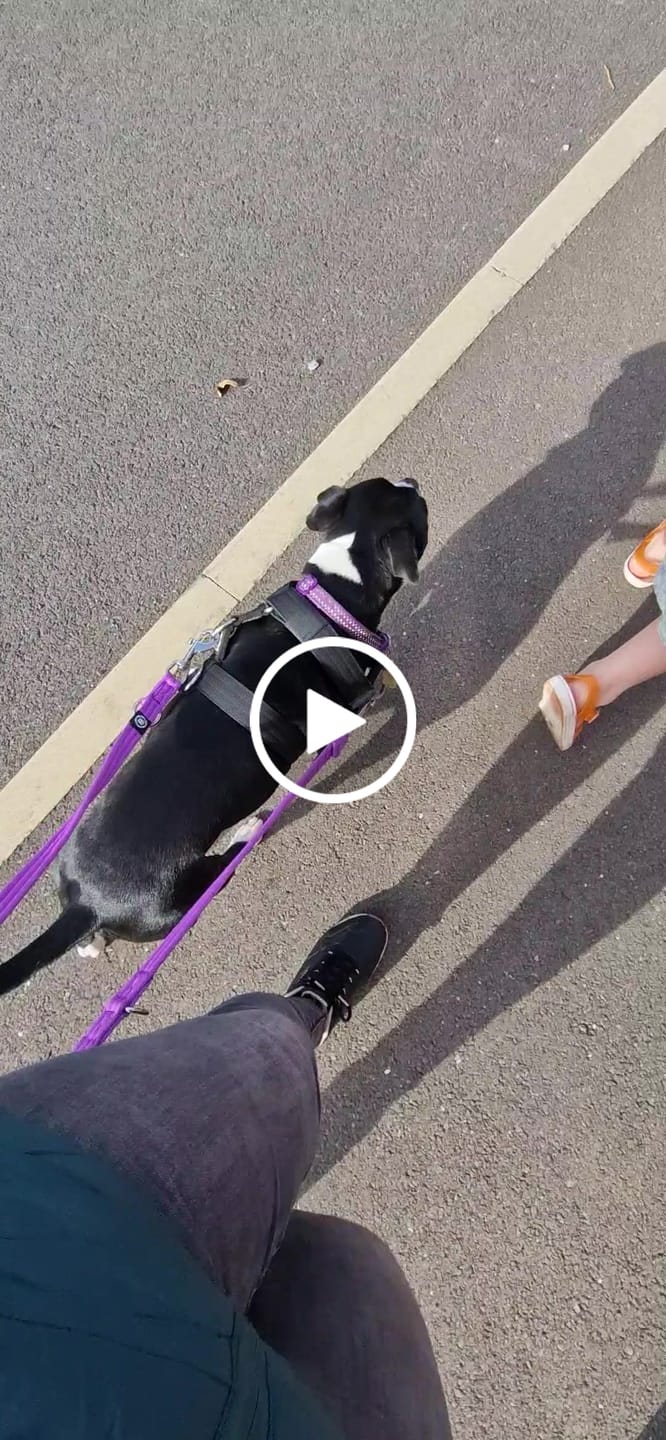 Customer video review of Double Ended Training Lead | All Breeds - Durable & Soft 2m Lead - Purple