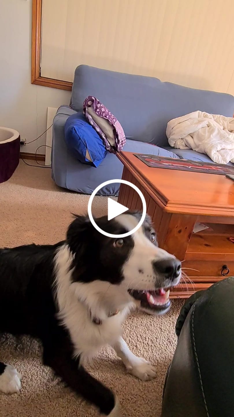 Customer video review of Hand Made Leather Dog Collar - Imperial Baby Blue & Rose Gold (Slim fit)