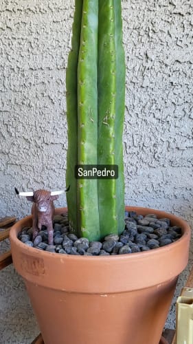 Customer photo review of San Pedro Cactus | Echinopsis (Trichocereus) pachanoi