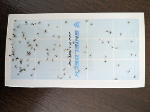 Customer photo review of Shieldeck® BuzzTrap - Plug-In Indoor Insect Smart UV Trap