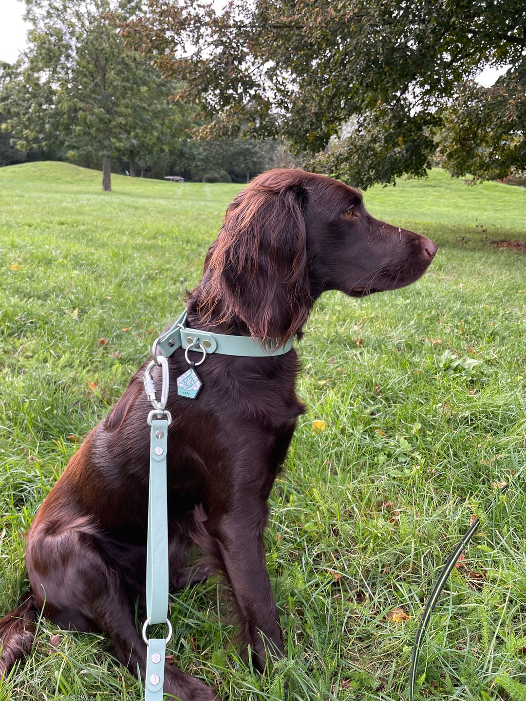 Customer photo review of The Tide - Limited QuickSlip™ Collar