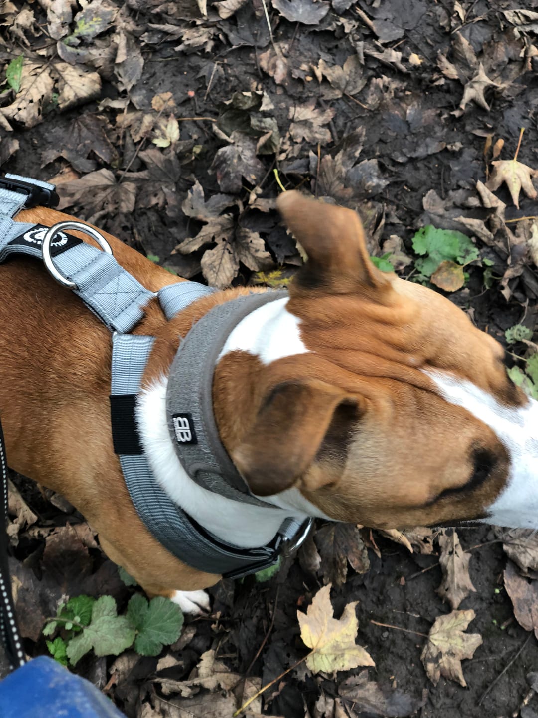 Customer photo review of TRI-Harness® | Anti-Pull, Adjustable & Durable - Dog Trainers Choice - Metal Grey v2.0