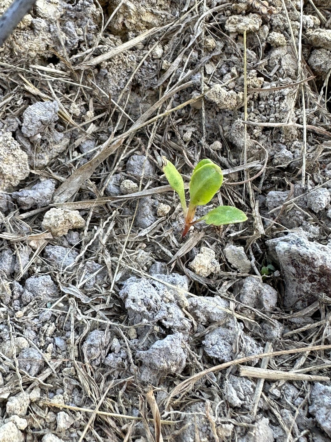 Customer photo review of GRO SEED™
