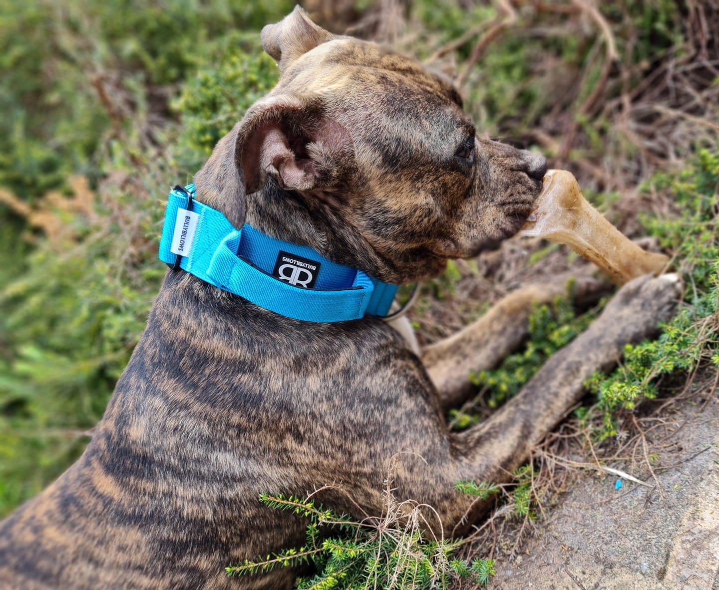Customer photo review of 5cm Combat® Collar | With Handle & Rated Clip - Light Blue v2.0