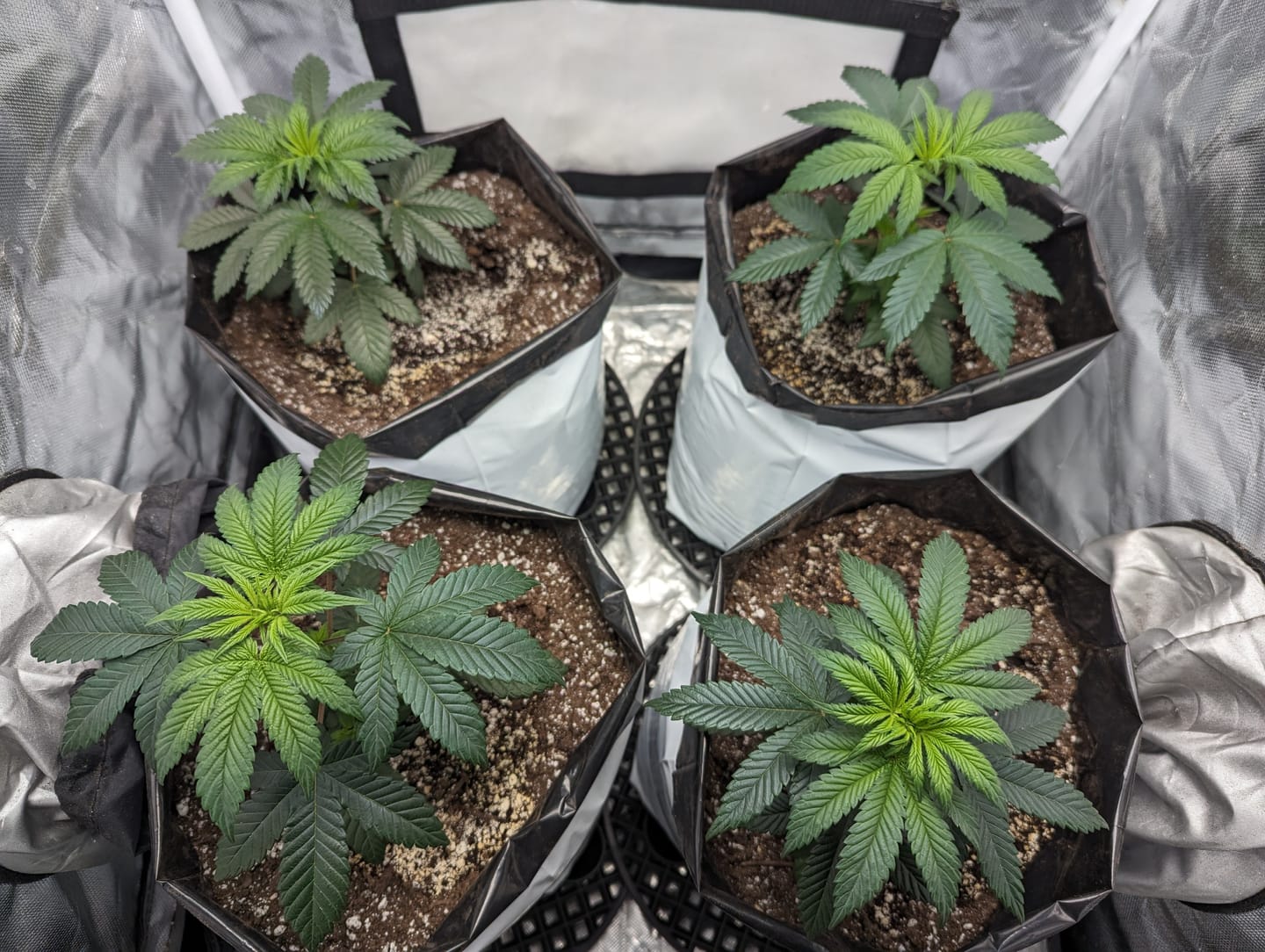 Customer photo review of GRO SEED™