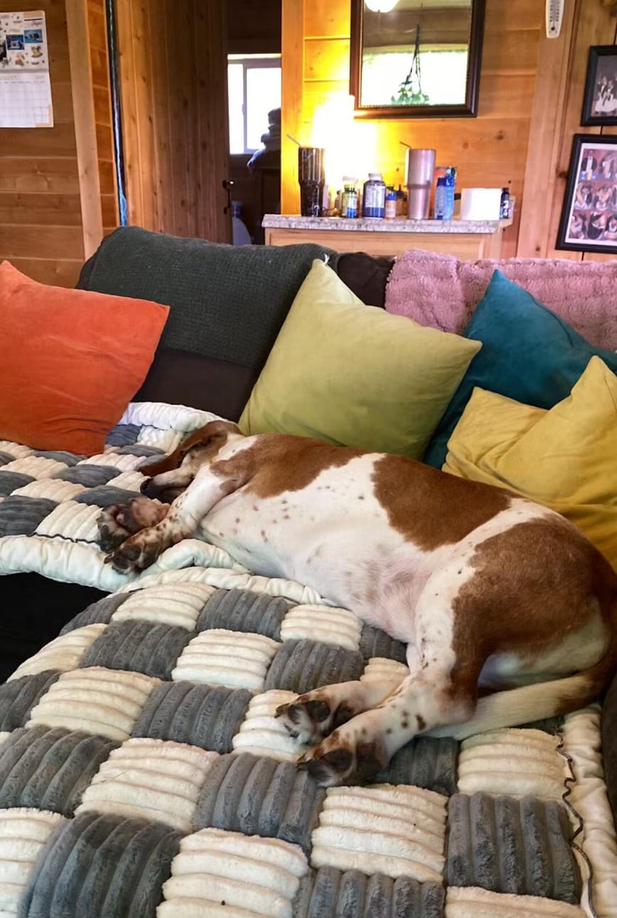 Customer photo review of Sofa Cover