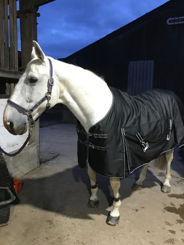 Customer photo review of Rhinegold Torrent Outdoor Rug