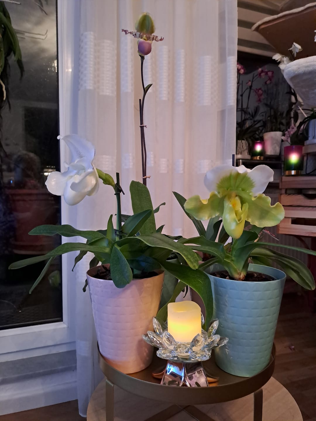 Customer photo review of Übertopf in Weiß (9cm Töpfe)