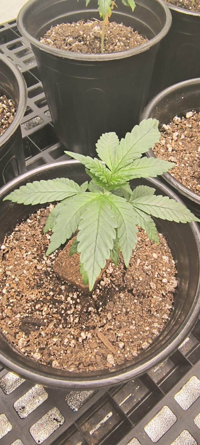 Customer photo review of GRO SEED™