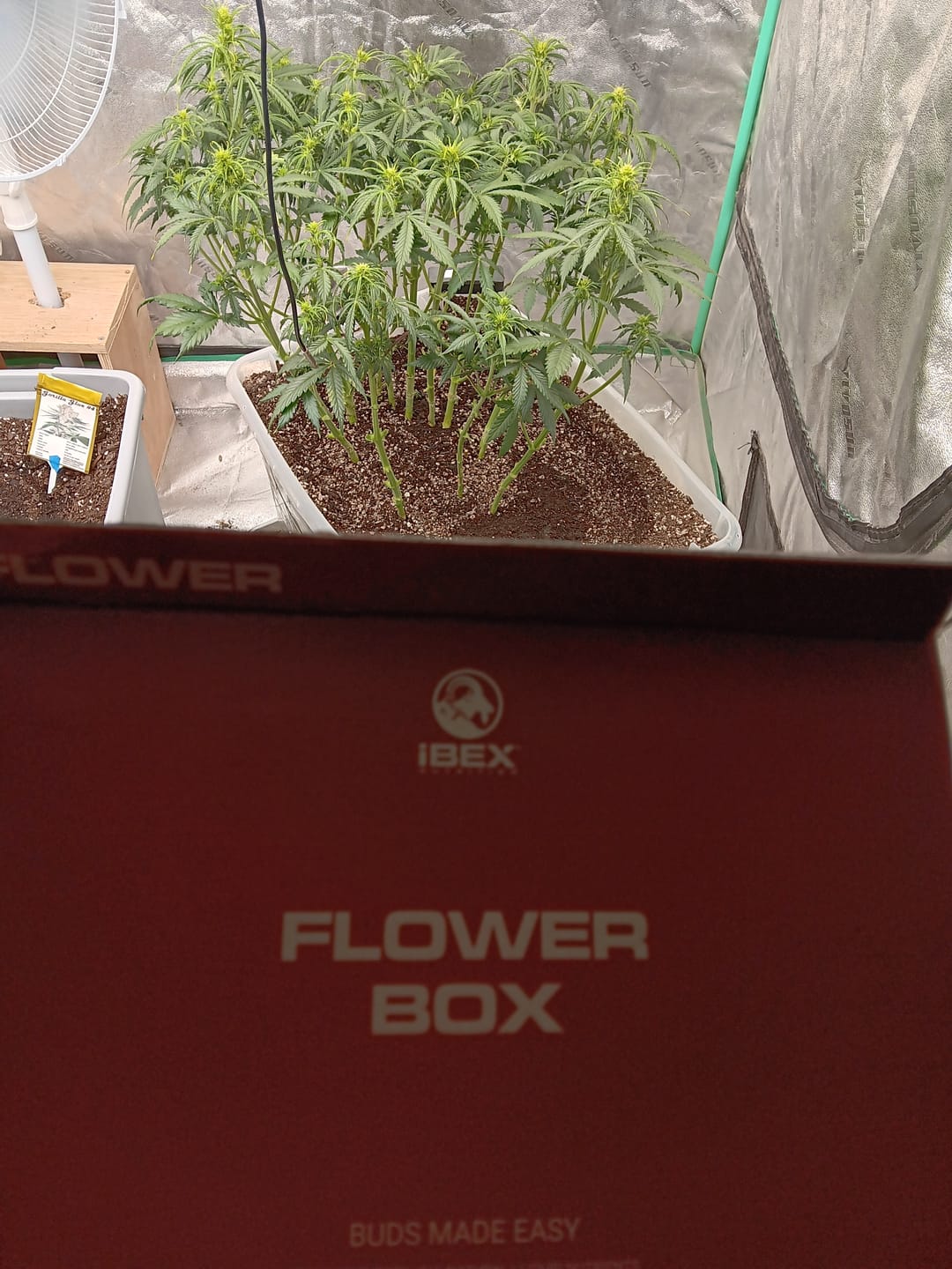 Customer photo review of GRO SEED™
