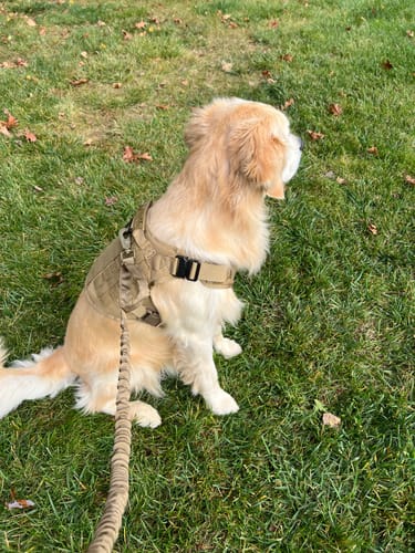 Customer photo review of Classic Heavy-Duty Tactical No-Pull Team K9™ Dog Harness With Front & Back D-Rings, Quick-Release Metal-Buckles, Hook & Loop Panels, & Top Handle