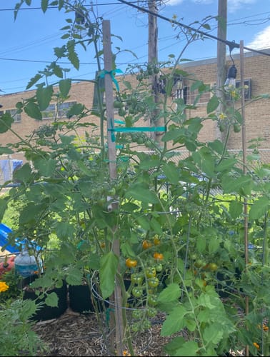 Customer photo review of Sun Gold Pole Cherry Tomato Seeds