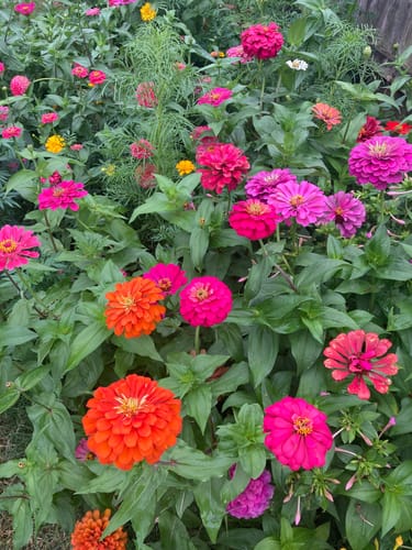 Customer photo review of Wildflower Seeds - Premium Birds & Butterflies Seed Collection