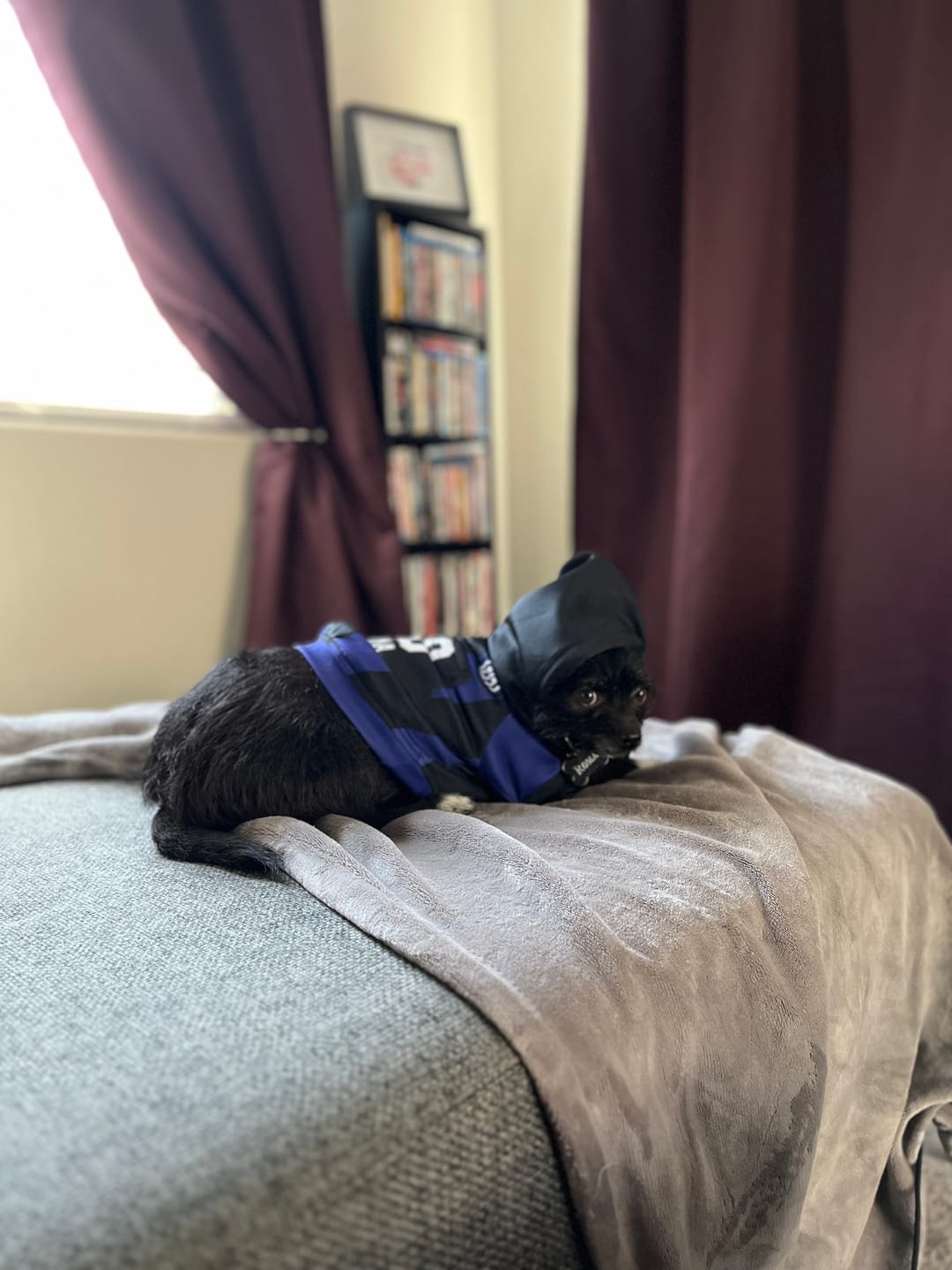 Customer photo review of Inter Milan Dog Hoodie