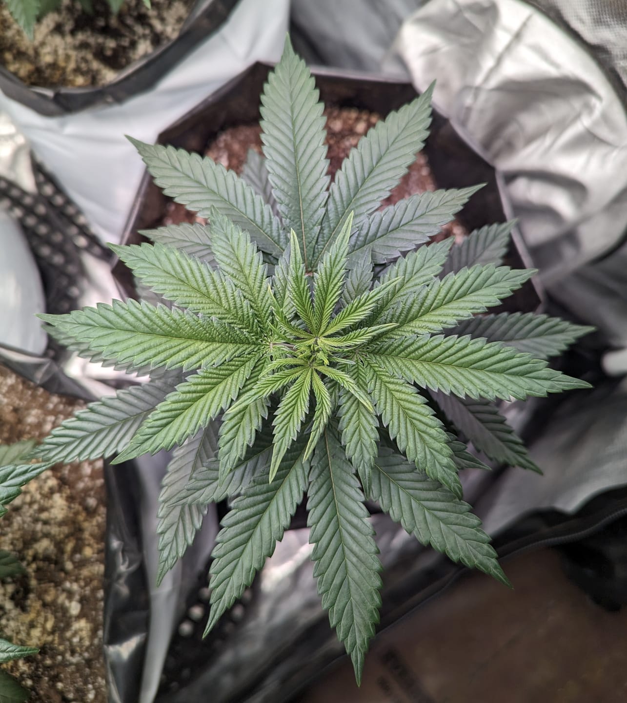 Customer photo review of Vegetation Box