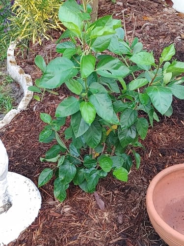 Customer photo review of Cocoplum 'Red Tip'