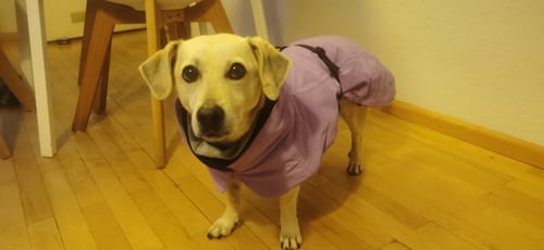 Customer photo review of Visibility Winter Jacket Lilac for Dogs