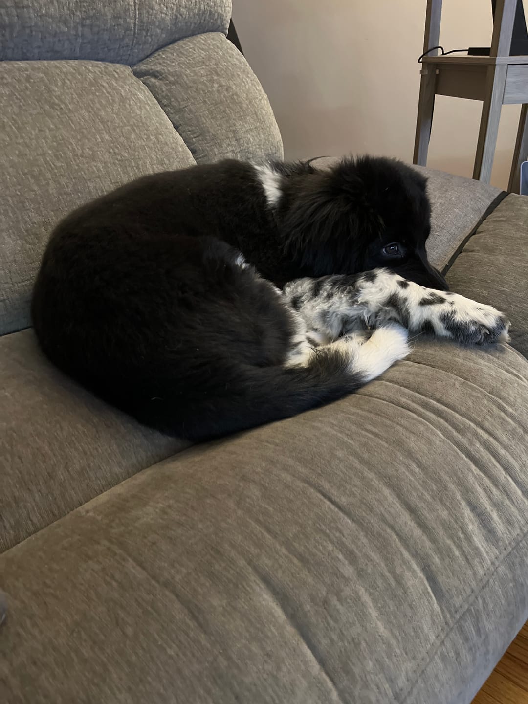 Customer photo review of 12 Inch Standard Braided Bully Stick