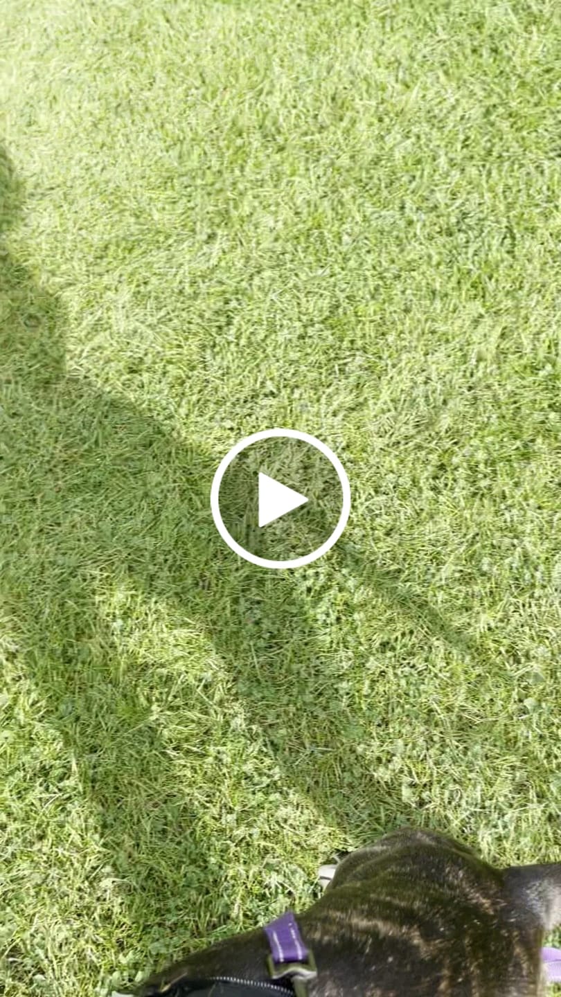 Customer video review of 4cm Combat® Collar | Rated Clip - NO HANDLE - Pink v2.0