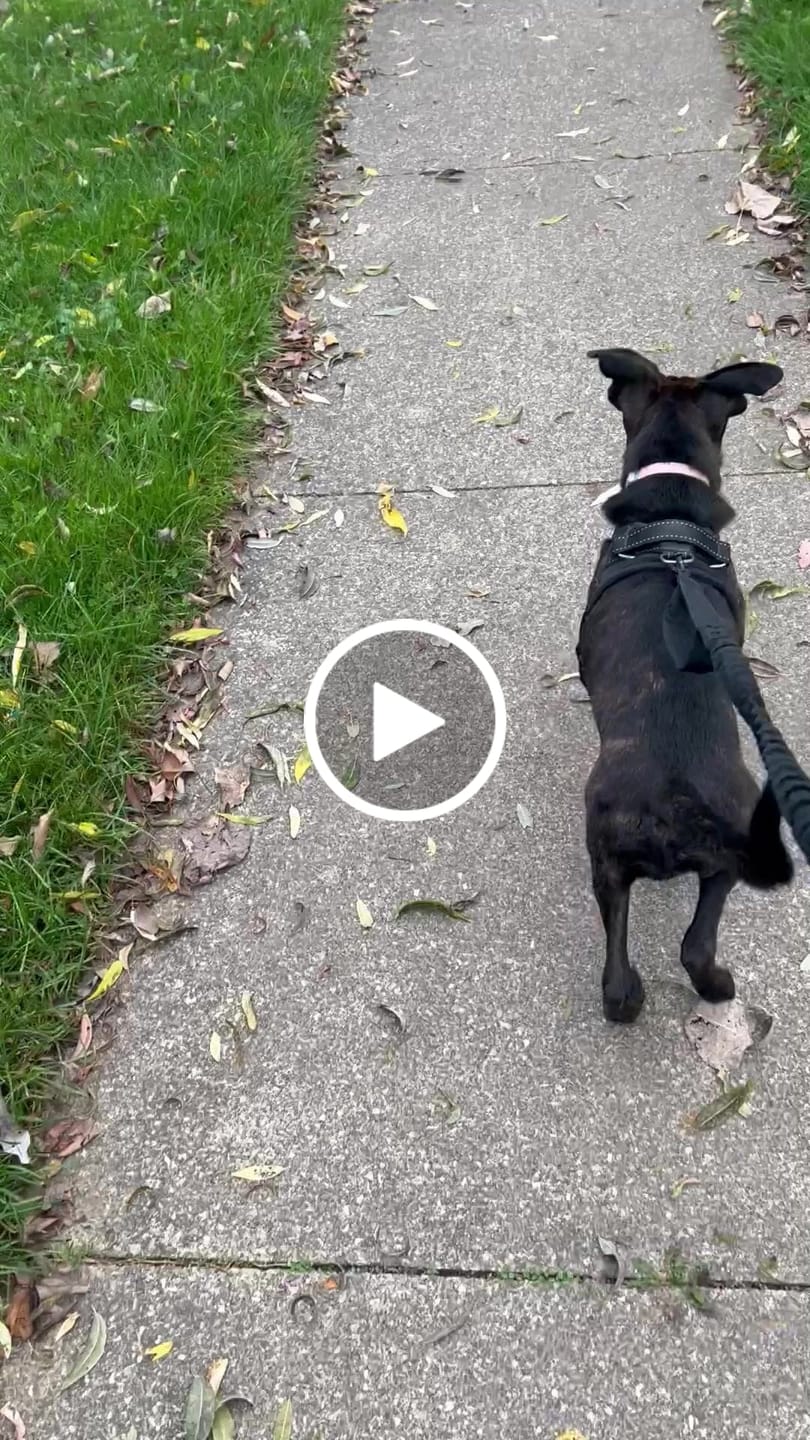Customer video review of Heavy-Duty Double-Handle Tactical Bungee K9 Dog Leash