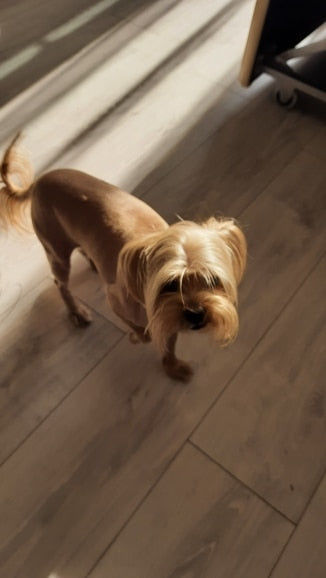 Customer photo review of The Original ClipMyPaws™ - World's Quietest Pet Hair Clipper