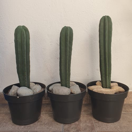 Customer photo review of Scopulicola | Trichocereus (Echinopsis) Scopulicola