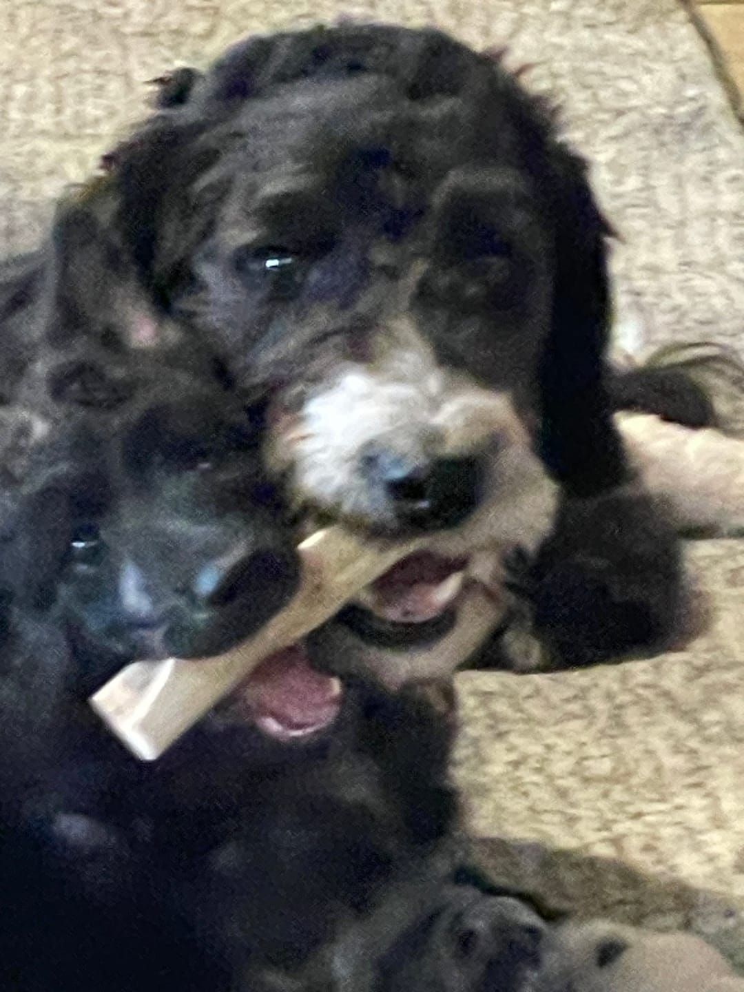 Customer photo review of Medium Elk Chew