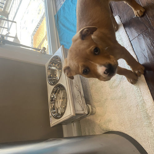 Customer photo review of Sassy Paws Raised Wooden Pet Double Diner with Stainless Steel Bowls