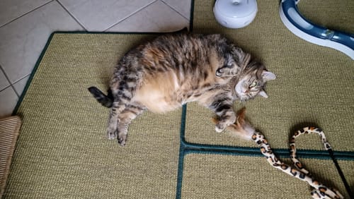 Customer photo review of Croquettes riches en poissons blancs frais (chat stérilisé)