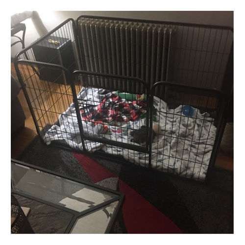 Customer photo review of Heavy Duty Rectangle Tube pen Pet Training Kennel Crate
