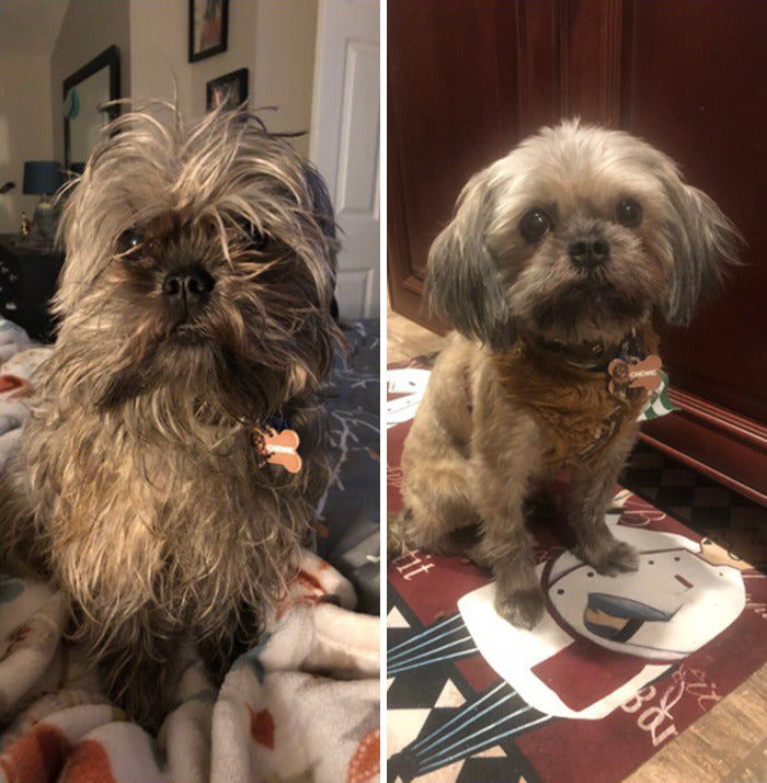 Customer photo review of The Original ClipMyPaws™ - World's Quietest Pet Hair Clipper