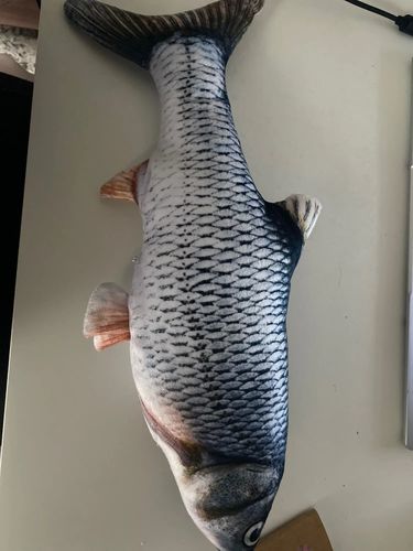 Customer photo review of Fishionary Friends Plush Cushions