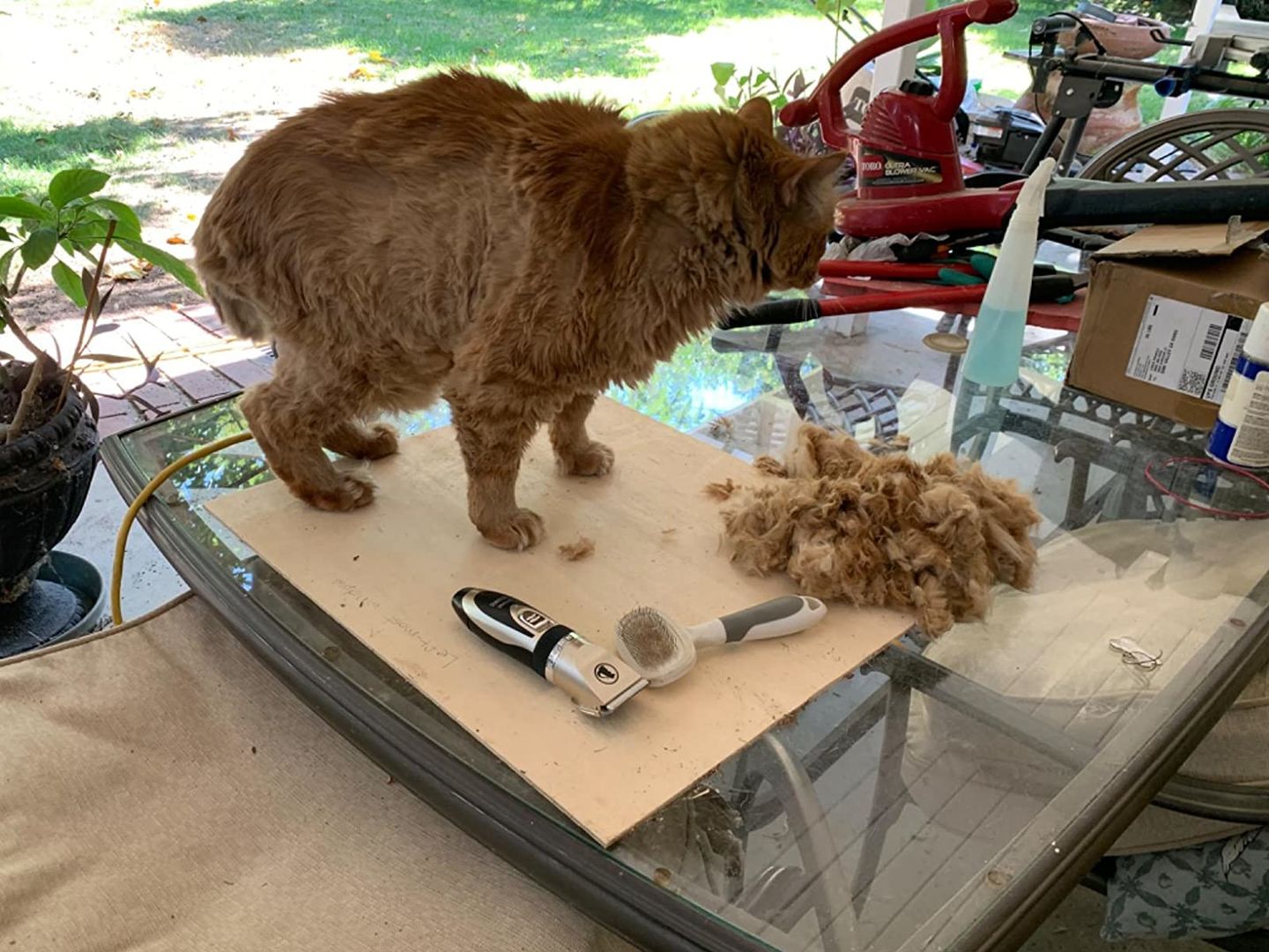 Customer photo review of The Original ClipMyPaws™ - World's Quietest Pet Hair Clipper