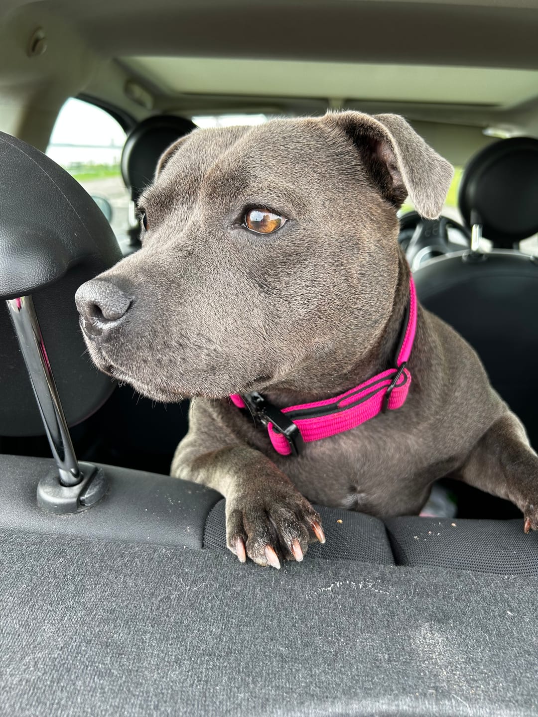 Customer photo review of 4cm Combat® Collar | Rated Clip - NO HANDLE - Magentas v2.0