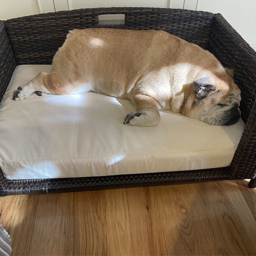 Customer photo review of Rattan Rectangular Pet Sofa
