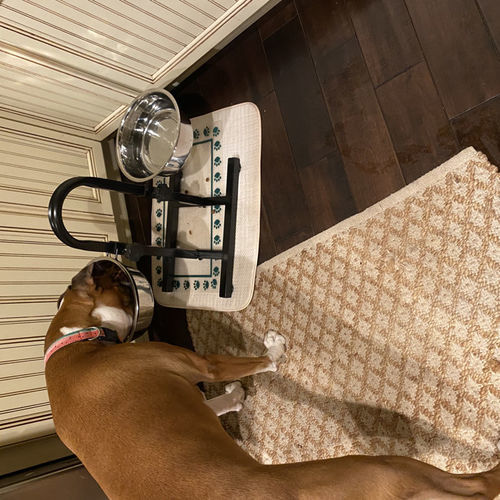 Customer photo review of Adjustable Stainless Steel Pet Double Diner for Dog - U Design