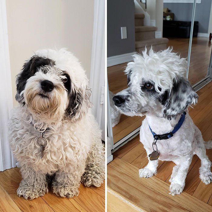 Customer photo review of The Original ClipMyPaws™ - World's Quietest Pet Hair Clipper