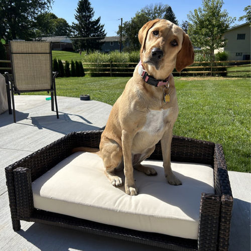 Customer photo review of Rattan Rectangular Pet Sofa