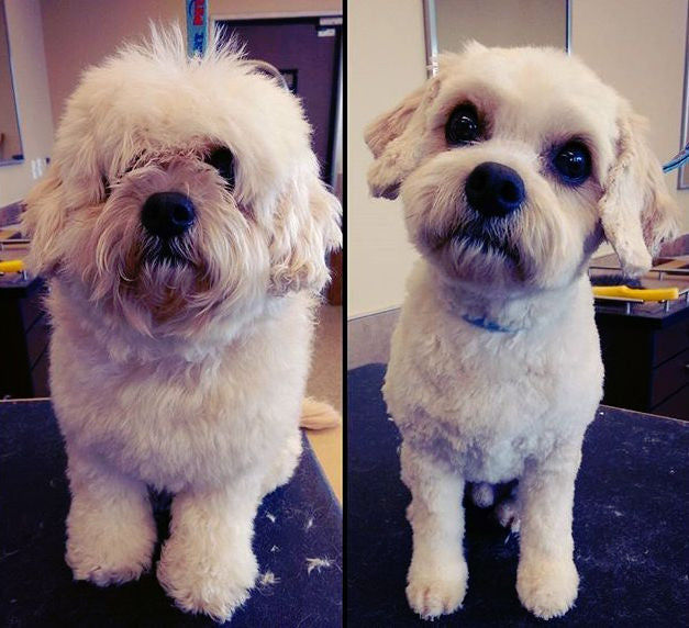 Customer photo review of The Original ClipMyPaws™ - World's Quietest Pet Hair Clipper