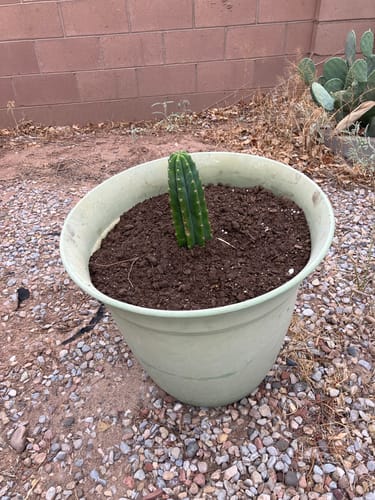 Customer photo review of San Pedro Cactus | Echinopsis (Trichocereus) pachanoi