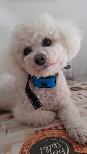 Customer photo review of Collier Anti Aboiement PuppySafe