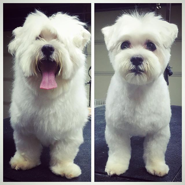 Customer photo review of The Original ClipMyPaws™ - World's Quietest Pet Hair Clipper