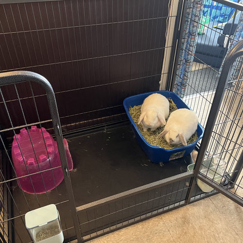 Customer photo review of Heavy Duty Rectangle Tube pen Pet Training Kennel Crate