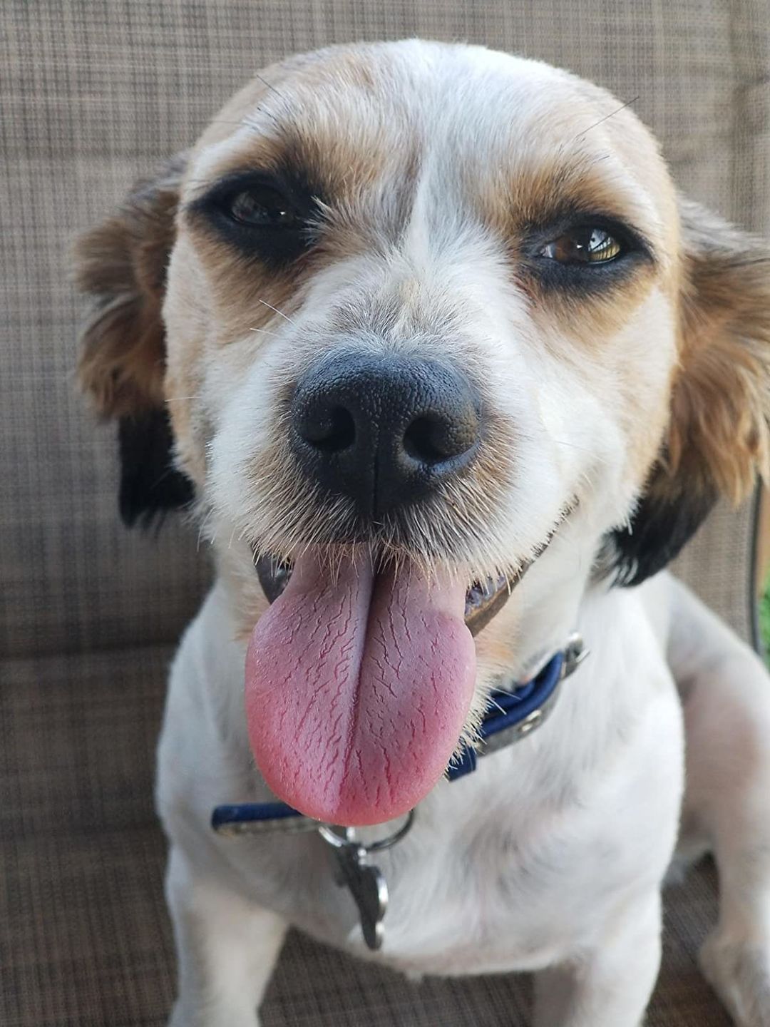 Customer photo review of The Original ClipMyPaws™ - World's Quietest Pet Hair Clipper